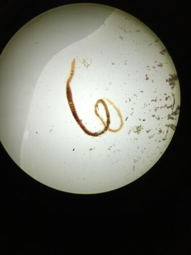 Aquatic Earthworm
